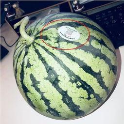 网红青蛙 吃瓜,背后的故事与影响力